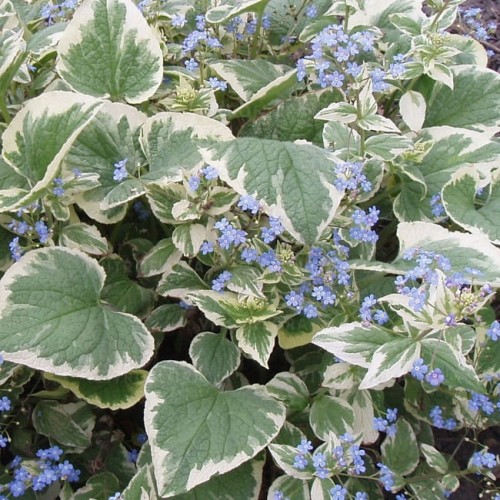 brunnera-macrophylla-variegata_70436_1.jpg