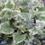 brunnera-macrophylla-variegata_70436_1.jpg
