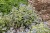 brunnera-variegata_6.jpg