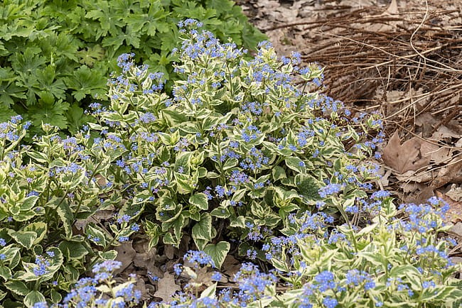 brunnera-variegata_6.jpg