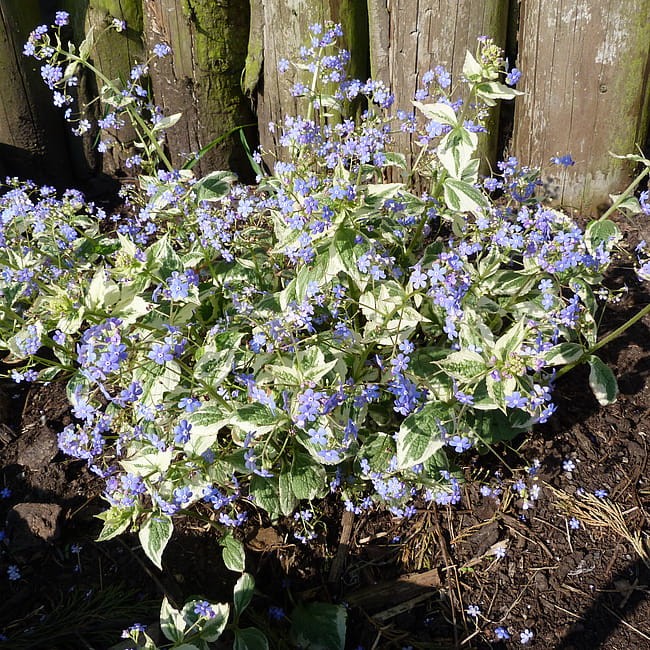 brunnera-variegata_3.jpg