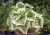 brunnera-macrophylla-variegata_70436_2.jpg