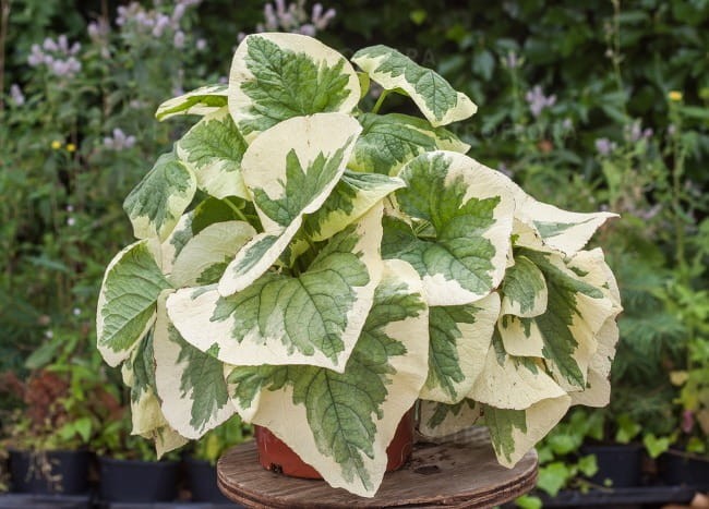 brunnera-macrophylla-variegata_70436_2.jpg