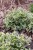 brunnera-variegata_4.jpg