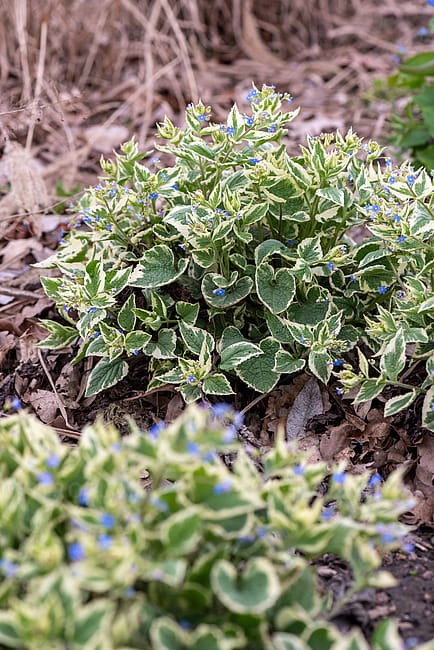 brunnera-variegata_4.jpg