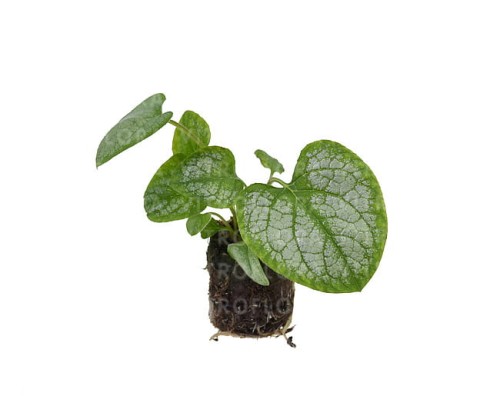 brunnera-silver-heart_5.jpg