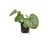 brunnera-silver-heart_5.jpg