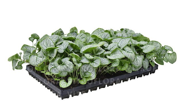 brunnera-silver-heart_6.jpg