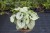 brunnera-silver-heart_71830_4.jpg