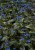 brunnera-silver-heart_71830_3.jpg