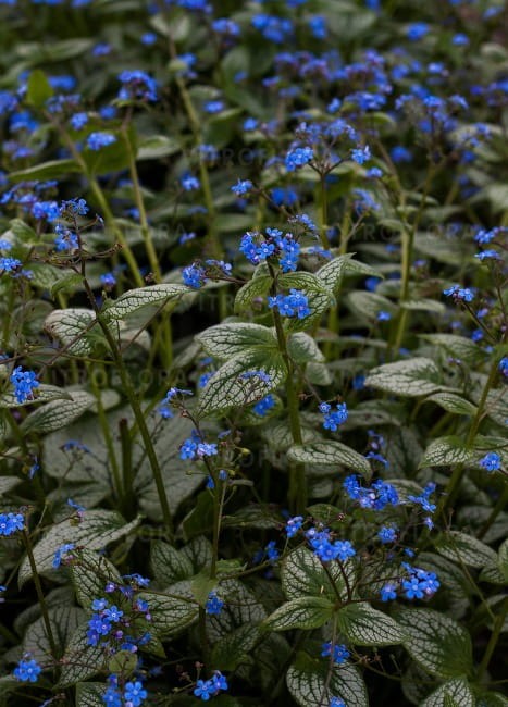 brunnera-silver-heart_71830_3.jpg