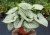 brunnera-silver-heart_71830_2.jpg