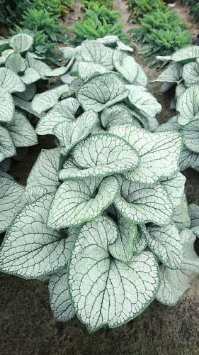 brunnera-silver-heart_7.jpg