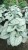 brunnera-silver-heart_7.jpg