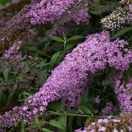 buddleja-pink-cascade_3.jpg