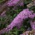 buddleja-pink-cascade_3.jpg