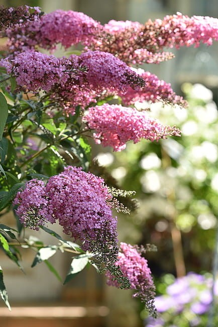 byliny-i-trawy_buddleja-budleja_74450_1.jpg