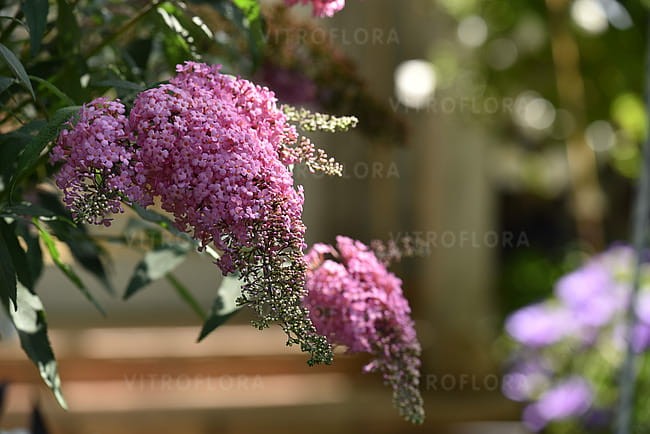 buddleja-pink-cascade_5.jpg