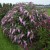 buddleja-pink-cascade_4.jpg