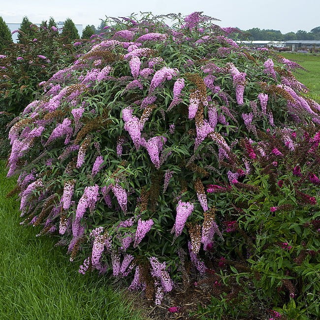 buddleja-pink-cascade_4.jpg