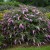 buddleja-pink-cascade_2.jpg