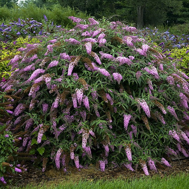 buddleja-pink-cascade_2.jpg