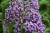 buddleja-wisteria-lane_8.jpg