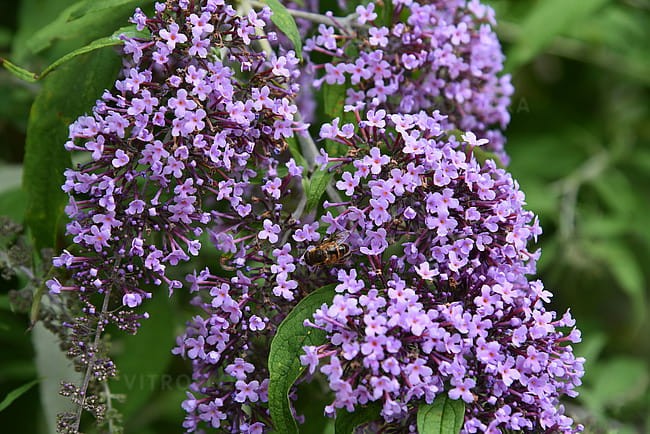 buddleja-wisteria-lane_8.jpg