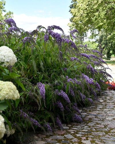 buddleja-wisteria-lane_7.jpg