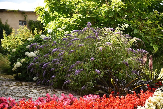 buddleja-wisteria-lane_6.jpg