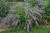 buddleja-wisteria-lane_75413_3.jpg