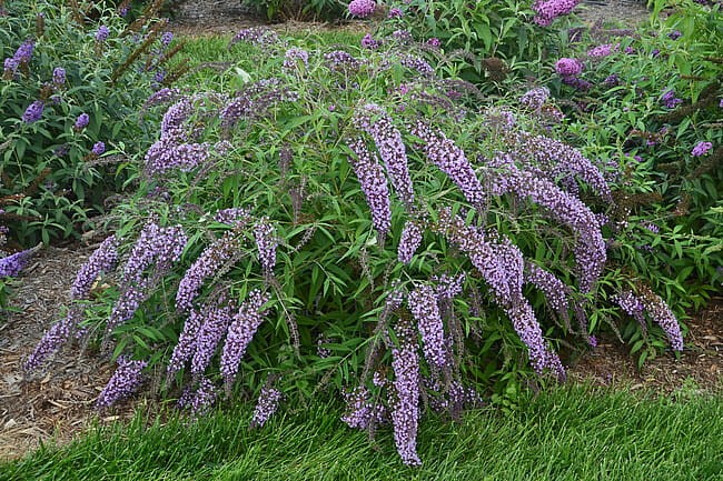 buddleja-wisteria-lane_75413_3.jpg