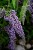 buddleja-wisteria-lane_9.jpg