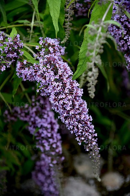 buddleja-wisteria-lane_9.jpg