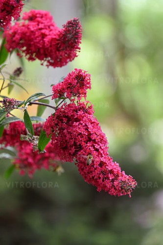 buddleja-prince-charming_5.jpg