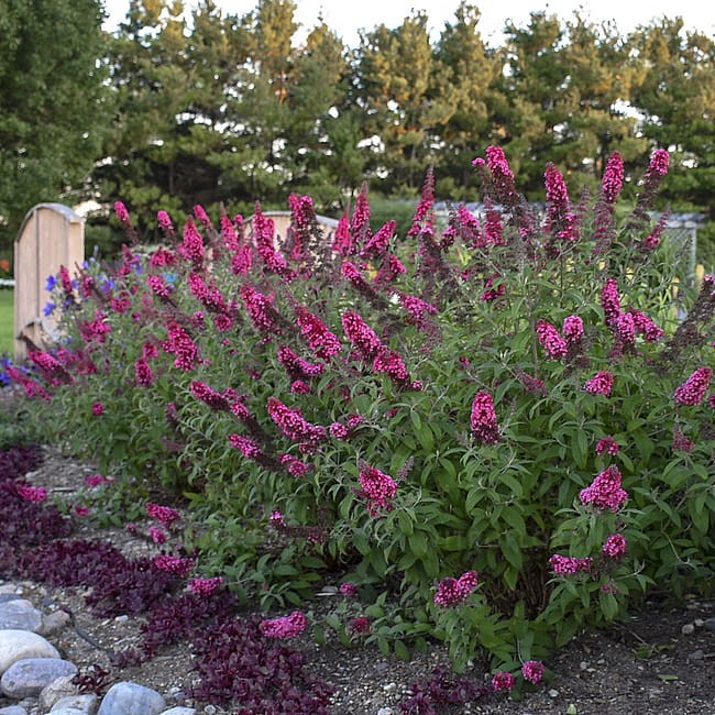 buddleja-prince-charming_4.jpg