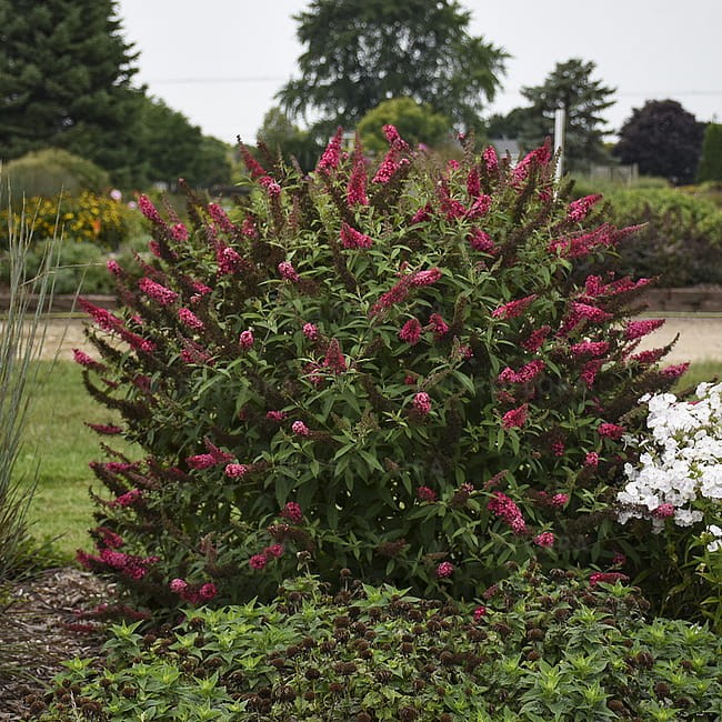 buddleja-prince-charming_3.jpg