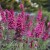 buddleja-prince-charming_2.jpg