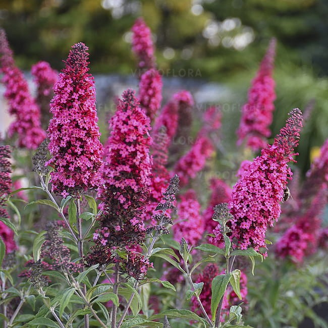 buddleja-prince-charming_2.jpg