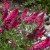 byliny-i-trawy_buddleja-budleja_75446_1.jpg