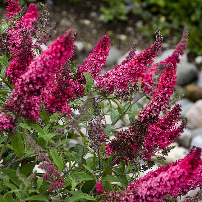 byliny-i-trawy_buddleja-budleja_75446_1.jpg