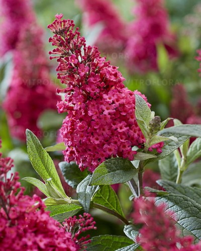 byliny-i-trawy_buddleja_75483_2 (2).jpg