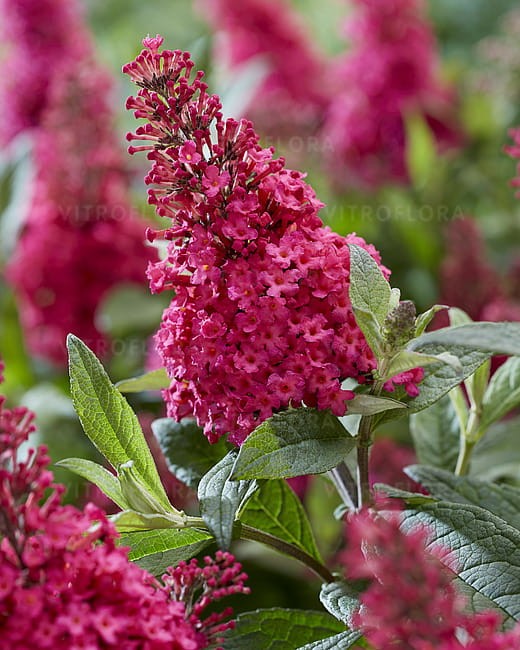 byliny-i-trawy_buddleja_75483_2 (2).jpg