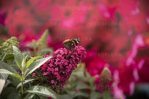 buddleja-butterfly-candy-little-ruby_9.jpg