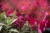 buddleja-butterfly-candy-little-ruby_9.jpg