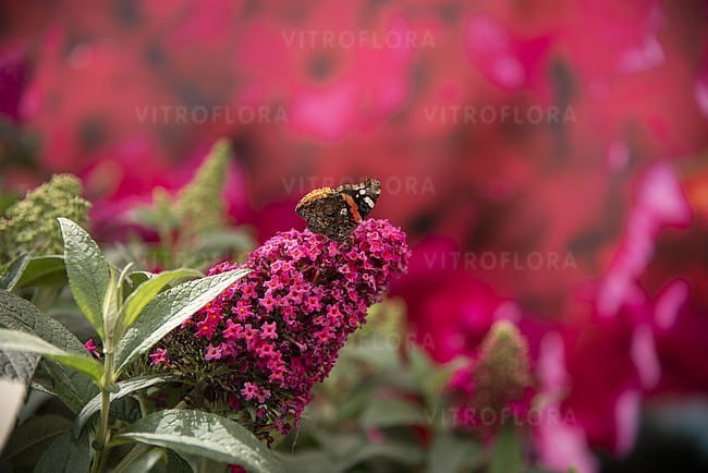 buddleja-butterfly-candy-little-ruby_9.jpg