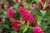 buddleja-butterfly-candy-little-ruby_8.jpg