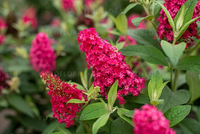 buddleja-butterfly-candy-little-ruby_8.jpg