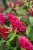 buddleja-butterfly-candy-little-ruby_7.jpg
