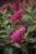 buddleja-butterfly-candy-little-ruby_6.jpg
